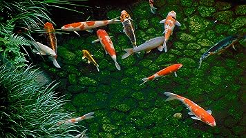 Dream Window: Reflections on the Japanese Garden (1992)